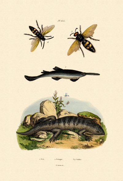 Pez sierra, 1833-39 de French School